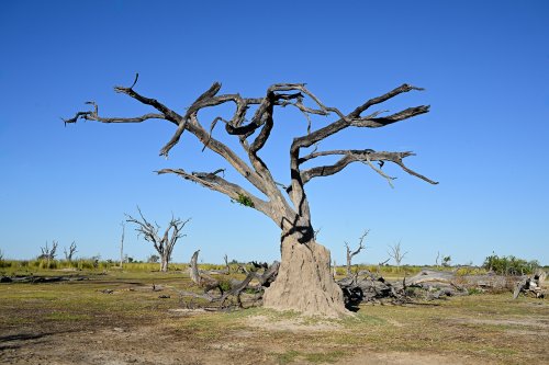 Moremi Game Reserve (Botswana) -  Arbres morts près de Paradise Pool(VO-25-0936 C.jpg)